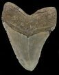 Megalodon Tooth - North Carolina #67309-2